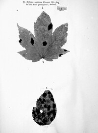 Rhytisma acerinum image